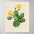 Recherche de illustration botanique posters Rétro