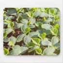 Recherche de concombre tapis souris Jardin