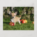 Zoek naar appelen briefkaarten Foto