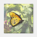 Recherche de ordinaire magnets Papillon