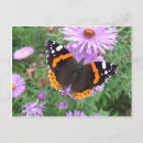 Zoek naar butterfly briefkaarten Zomer