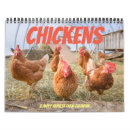Zoek naar chicken kalenders Rooster