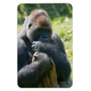 Recherche de gorilles magnets Ape
