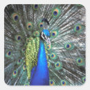 Zoek naar pauw veren stickers Dier