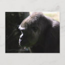 Zoek naar gorilla briefkaarten Wild