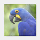 Recherche de comportement magnets Oiseau