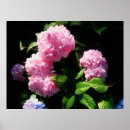 Recherche de hortensia rose posters Jardin