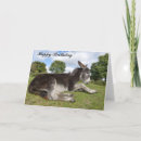 Zoek naar baby ezel briefkaarten Dierenvriend
