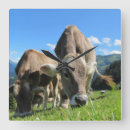 Recherche de lait de vache horloges Animaux