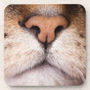 Recherche de boucher dessous de verres Animal
