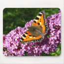 Recherche de petit insecte tapis souris Insectes