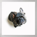 Recherche de chiot bouledogue français posters Bébé