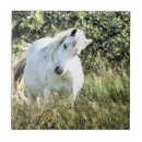 Recherche de poneys carreaux Mignon