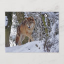 Recherche de loup neige cartes postales Animal