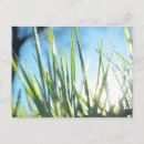Recherche de lames cartes postales Herbe