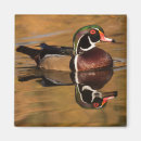 Recherche de sponsa maison deco Canard de bois