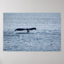 Recherche de queue de baleine posters Mammifère