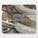 Recherche de serpent tapis souris Faune