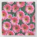 Recherche de gerbera dessous de verres Rose