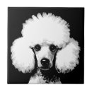 Recherche de caniche carreaux Amoureux des canicules