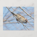 Recherche de moineaux cartes postales Faune