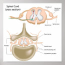 Recherche de neurologue posters Médecin