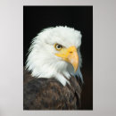 Recherche de animal prédateur posters Aigle