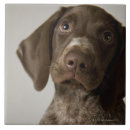 Recherche de races de chien carreaux Nature