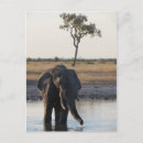 Recherche de éléphant africain cartes postales Faune