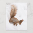 Recherche de squirrel cartes postales Animal