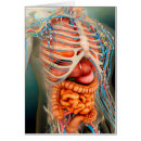 Recherche de corps humain cartes postales Système circulatoire