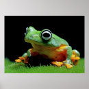 Recherche de grenouille posters Animaux