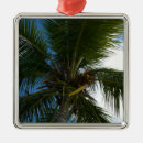 Recherche de cocotier ornements Palmier