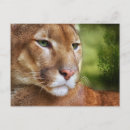 Zoek naar puma briefkaarten Wilde dieren
