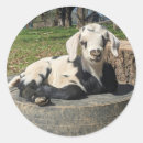 Recherche de chèvre bébé autocollants Mignon