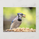 Recherche de geai bleu Faune
