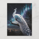 Recherche de beau paon cartes postales Blanc