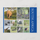 Recherche de afrique du sud cartes postales Éléphant