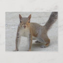 Recherche de curieux cartes postales Écureuil