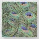 Recherche de peacock dessous de verres Photographie