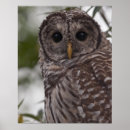 Zoek naar strix posters Close up