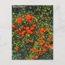 Recherche de agrumes cartes postales Vintage