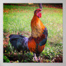 Recherche de coq coloré posters Animal de ferme