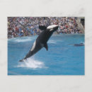 Zoek naar whale briefkaarten Oceaan