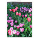 Recherche de tulipe Printemps