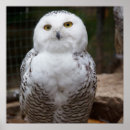 Recherche de hibou blanc posters Faune
