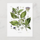 Recherche de mortel cartes postales Botanique