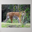 Zoek naar tijger posters Foto's