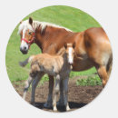 Recherche de photo de cheval autocollants Pâturage