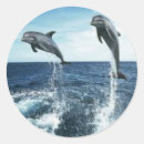 Recherche de dauphins autocollants Pour tous